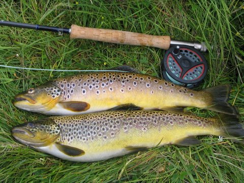 Typical Craggie trout caught by Brian Stapleton